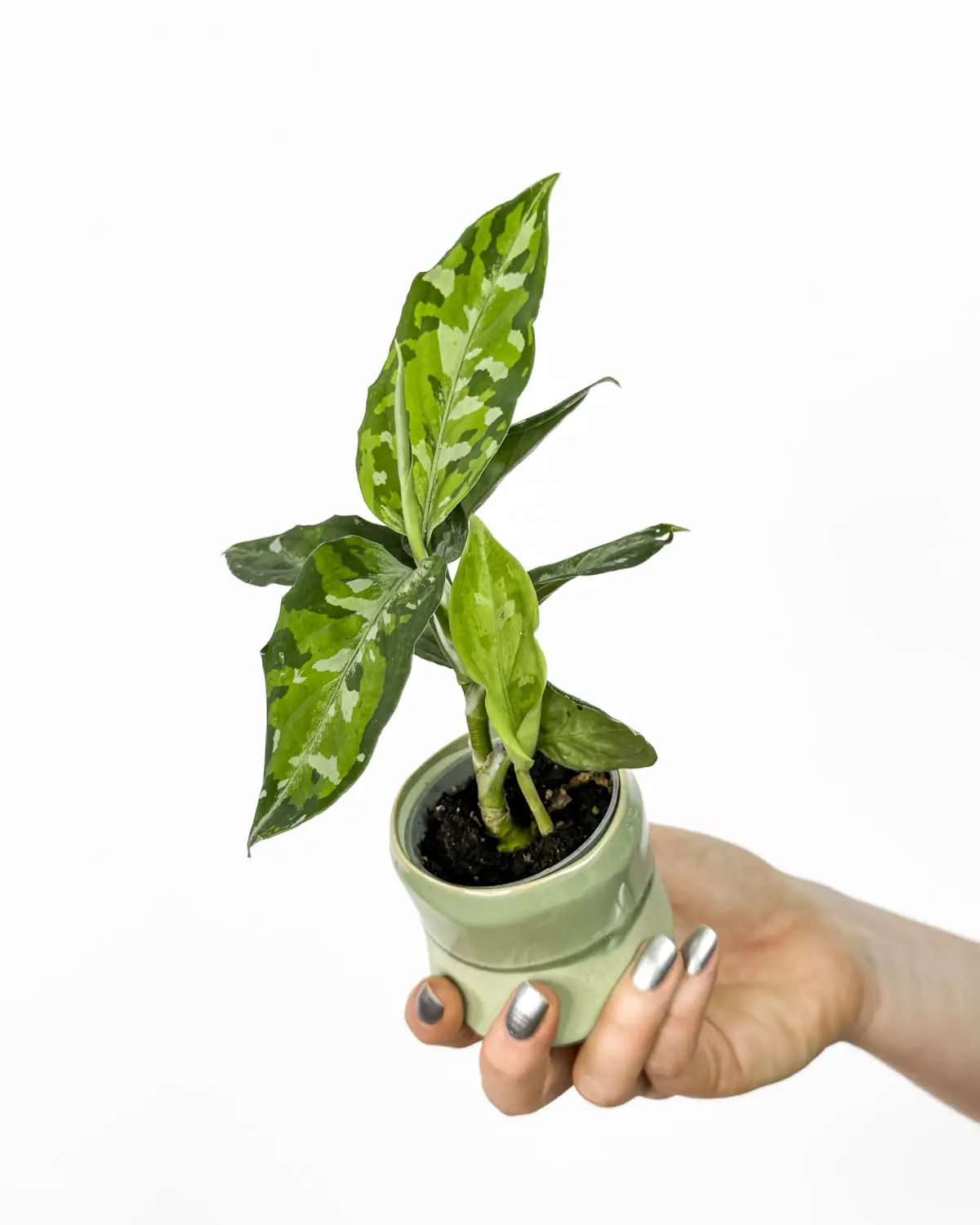 Aglaonema 'Tricolor' (Aglaonema pictum) (XS) - Džungla Plants