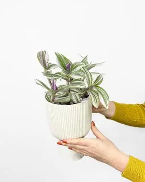 Voděnka ‘Nanouk’ (Tradescantia cerinthoides) (M)