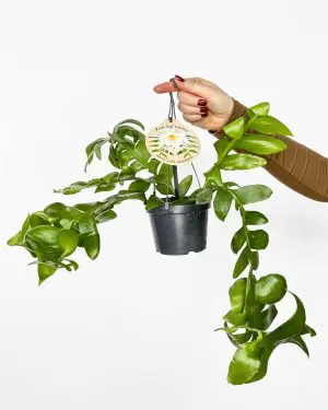 Fernleaf cactus (Epiphyllum chrysocardium) (M)