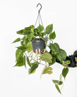 Heartleaf filodendron (Philodendron scandens) (L)