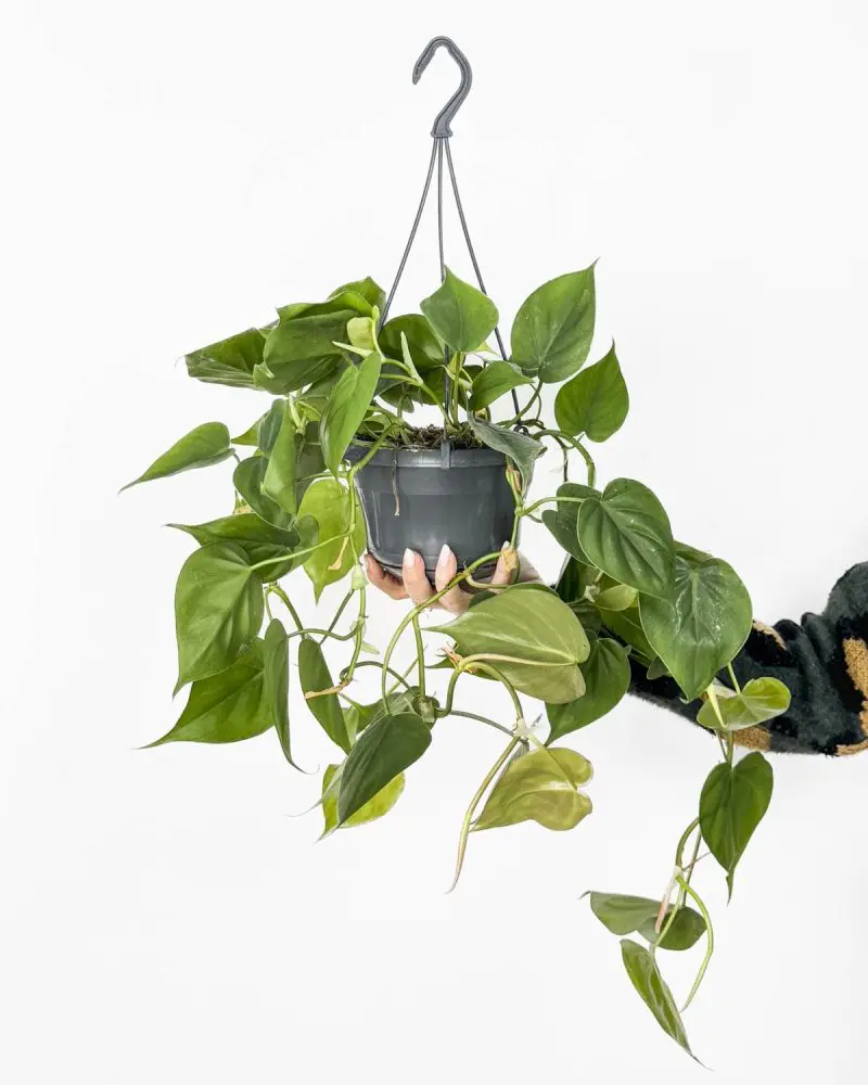 Heartleaf filodendron (Philodendron scandens) (L)