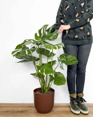 Monstera deliciosa (Monstera) (XXL)