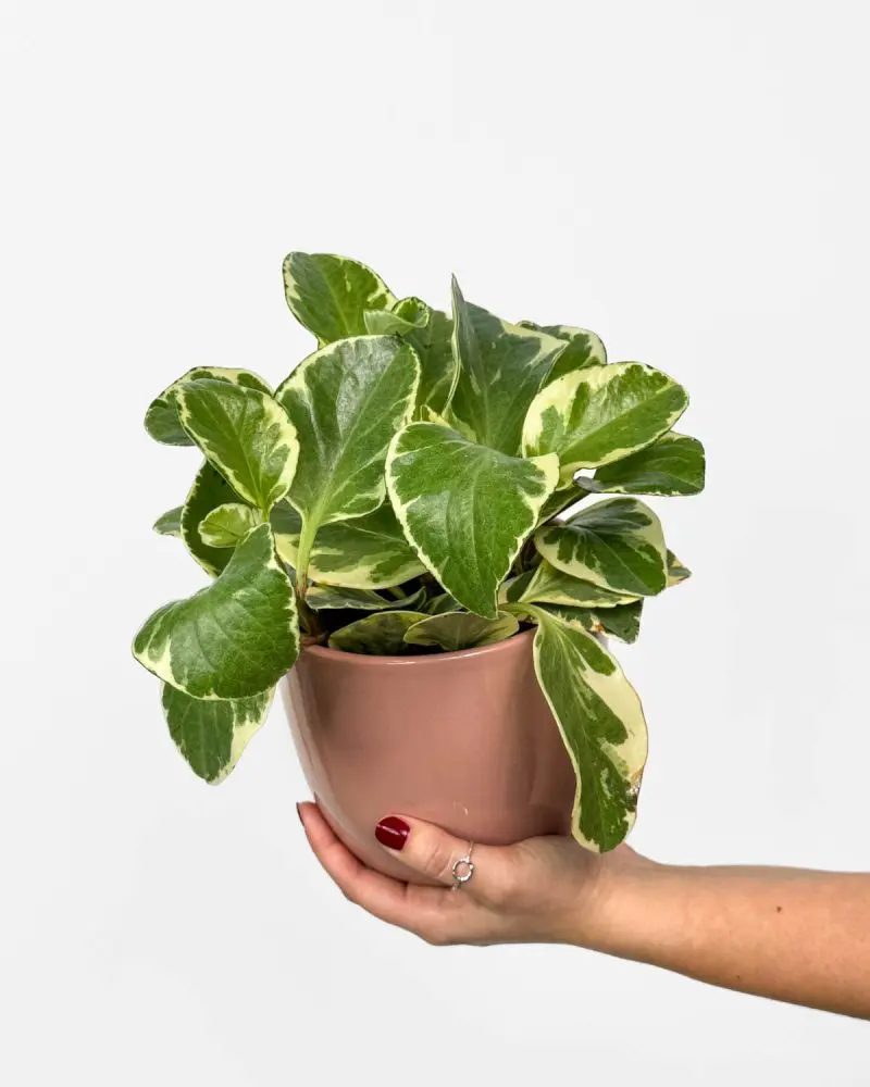 Peperomia 'USA' (Peperomia obtusifolia) (M)