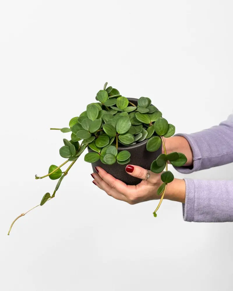 Peperomie ‘Hope’ (Peperomia tetraphylla) (M)