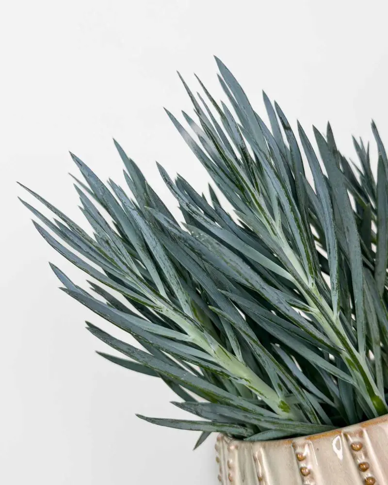 Blue Chalksticks (Curio ficoides 'Blues') (M)