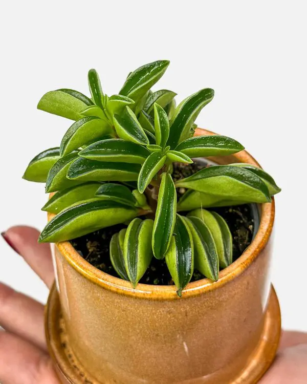 Peperomie 'Fire Sparks' (Peperomia ferreyrae) (XS)