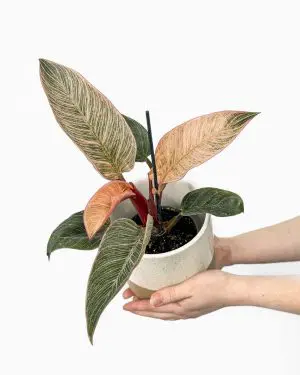 Filodendron 'Pink Birkin' (Philodendron erubescens) (M)