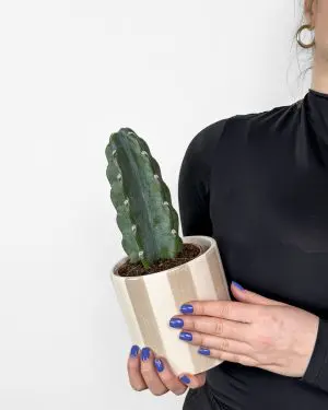 Cuddly kaktus (Cereus jamacaru) (M)