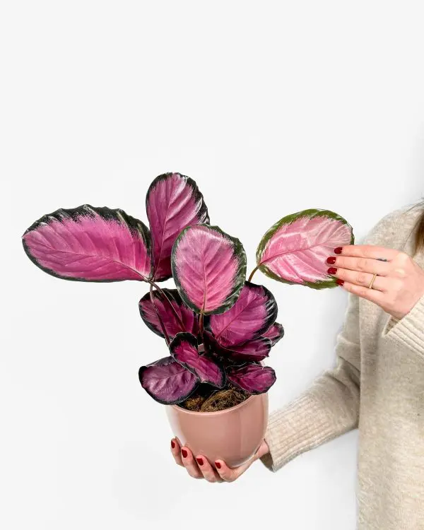 Kalatea 'Misty Red' (Calathea roseopicta) (L)