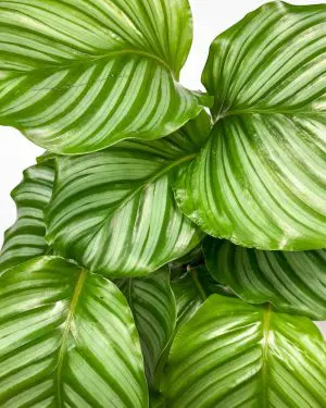 Kalatea orbifolia (Calathea) (L) 3