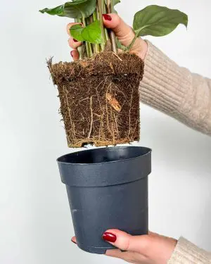 Kalatea orbifolia (Calathea) (L) 4