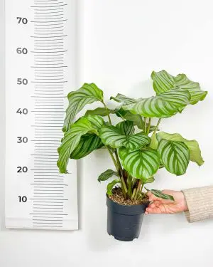 Kalatea orbifolia (Calathea) (L) 5