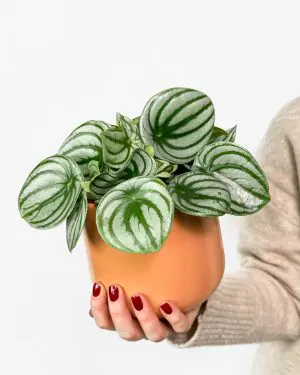 Watermelon peperomia (Peperomia argyreia) (M) 2