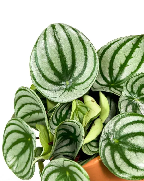 Watermelon peperomia (Peperomia argyreia) (M)