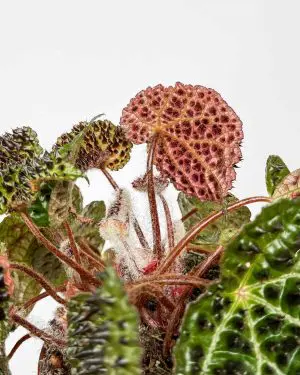 Begonie 'Ferox' (Begonia rex) (M) 3