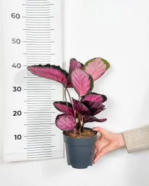 Kalatea 'Misty Red' (Calathea roseopicta) (L) 4