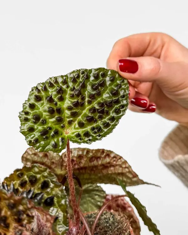 Begonie 'Ferox' (Begonia rex) (M)