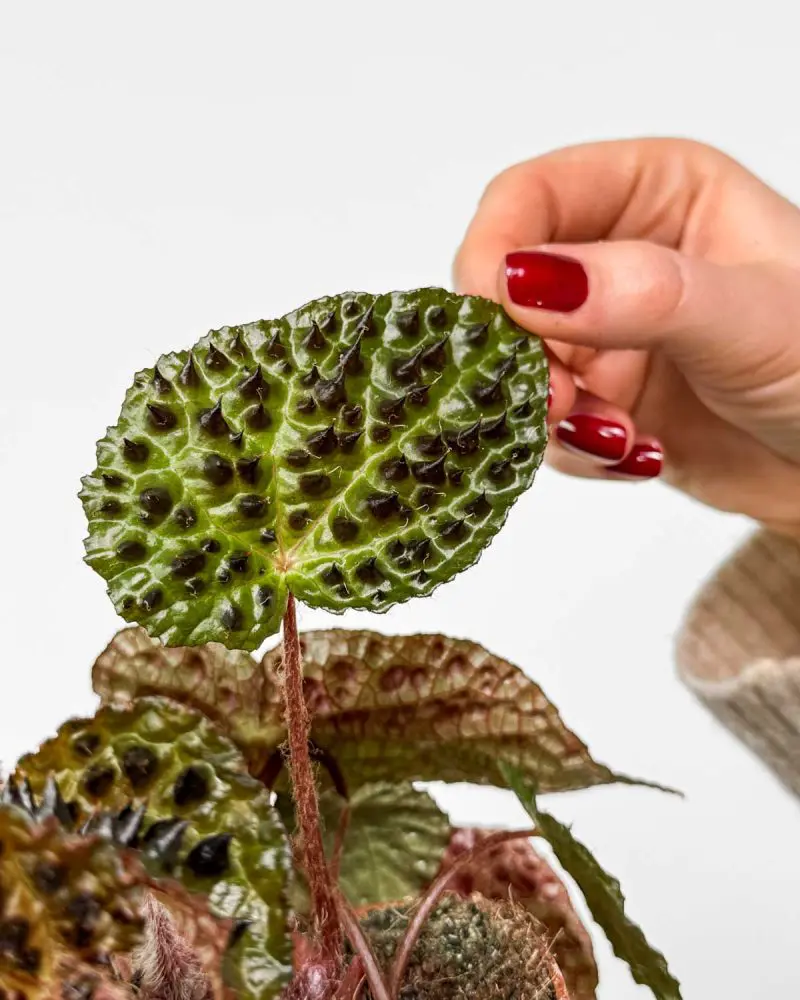 Begonie 'Ferox' (Begonia rex) (M)