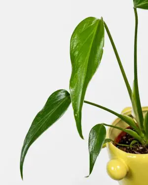 Monstera 'Burle Marx Flame' (Monstera dilacerata) (S) 2