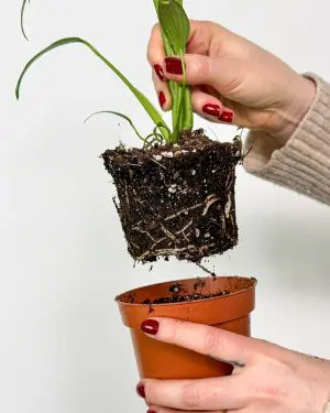 Monstera 'Burle Marx Flame' (Monstera dilacerata) (S) 3