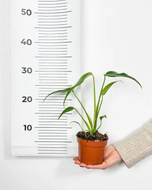 Monstera 'Burle Marx Flame' (Monstera dilacerata) (S) 4