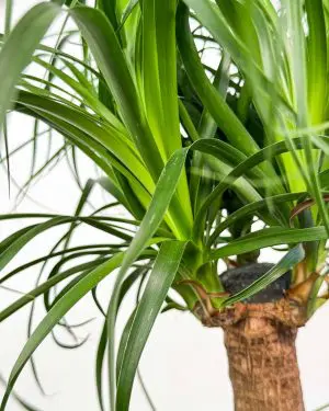 Nolina - Sloní noha (Beaucarnea recurvata) (XL) 2
