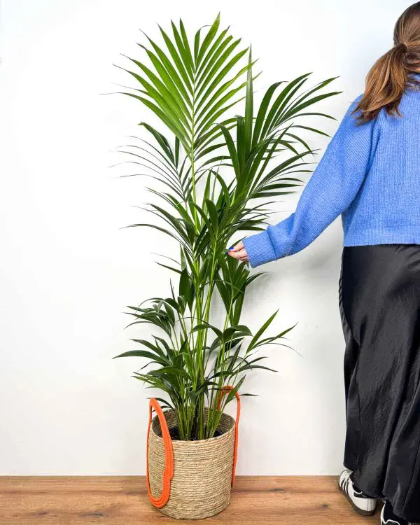 Rajská palma (Howea forsteriana) (XL)