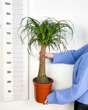 Nolina - Sloní noha (Beaucarnea recurvata) (XL) 3