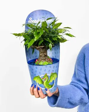 Fikus 'Kouzelný strom pro děti' (Ficus benjamina) (M) 2