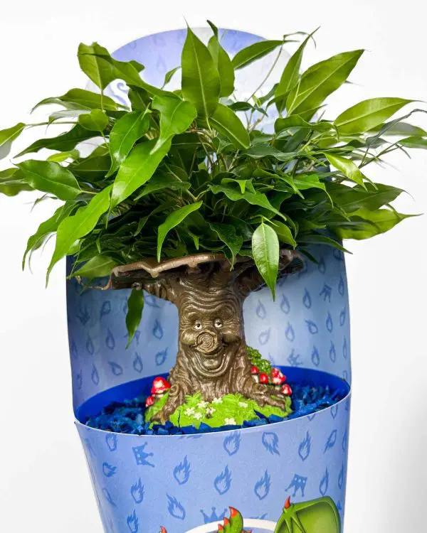 Fikus 'Kouzelný strom pro děti' (Ficus benjamina) (M)