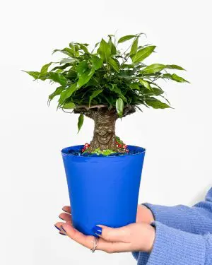 Fikus 'Kouzelný strom pro děti' (Ficus benjamina) (M) 3