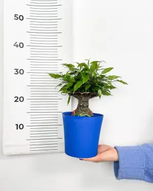 Fikus 'Kouzelný strom pro děti' (Ficus benjamina) (M) 4