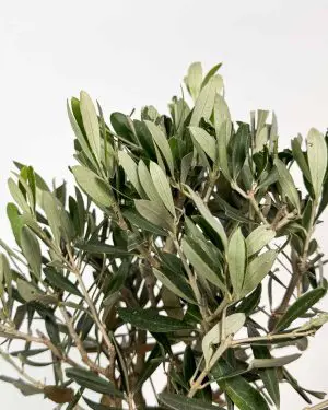 Olivovník (Olea europaea) (M) 2