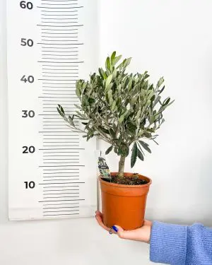 Olivovník (Olea europaea) (M) 4