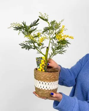 Akácie sivozelená (Acacia dealbata) (M) 2
