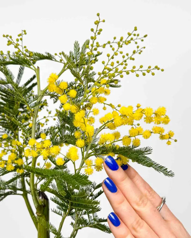 Akácie sivozelená (Acacia dealbata) (M)