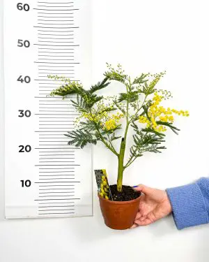 Akácie sivozelená (Acacia dealbata) (M) 4