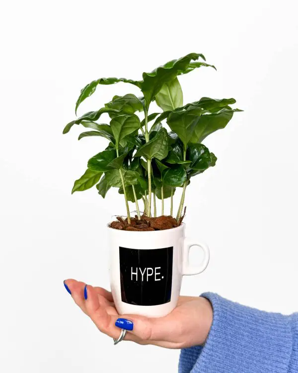 Kávovník v ozdobném květináči 'Hype' (Coffea arabica) (S)