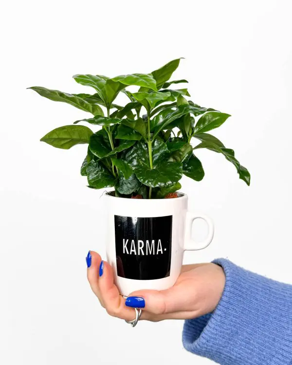 Kávovník v ozdobném květináči 'Karma' (Coffea arabica) (S)