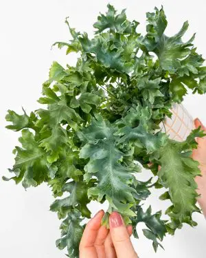 Kapradí 'Davana' (Phlebodium aureum) (M) 2