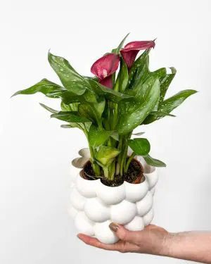 Kala s růžovými květy (Zantedeschia) (M)