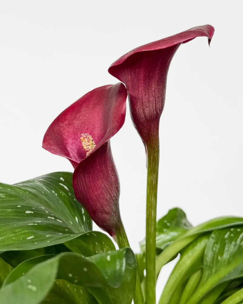 Kala s růžovými květy (Zantedeschia) (M)