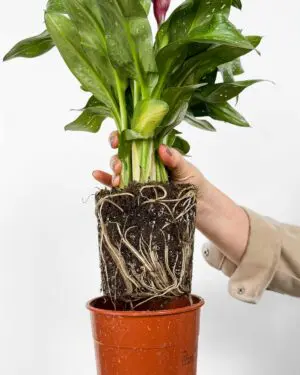 Kala s růžovými květy (Zantedeschia) (M)