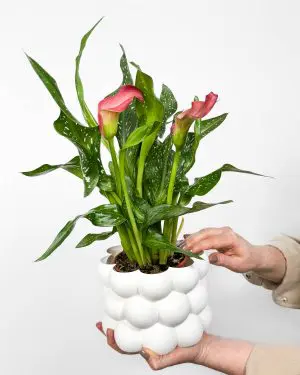 Kala s růžovými květy (Zantedeschia) (M)