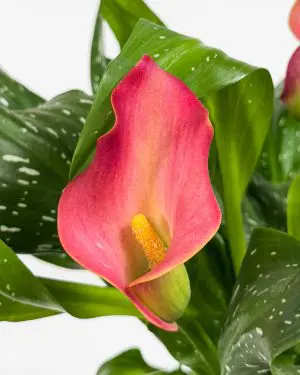 Kala s růžovými květy (Zantedeschia) (M)