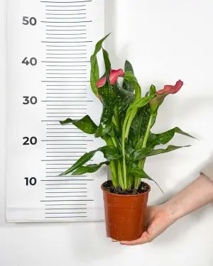 Kala s růžovými květy (Zantedeschia) (M)