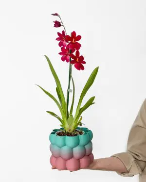 Orchidej 'Cambria Nelly Isler' (Oncidopsis) (M)