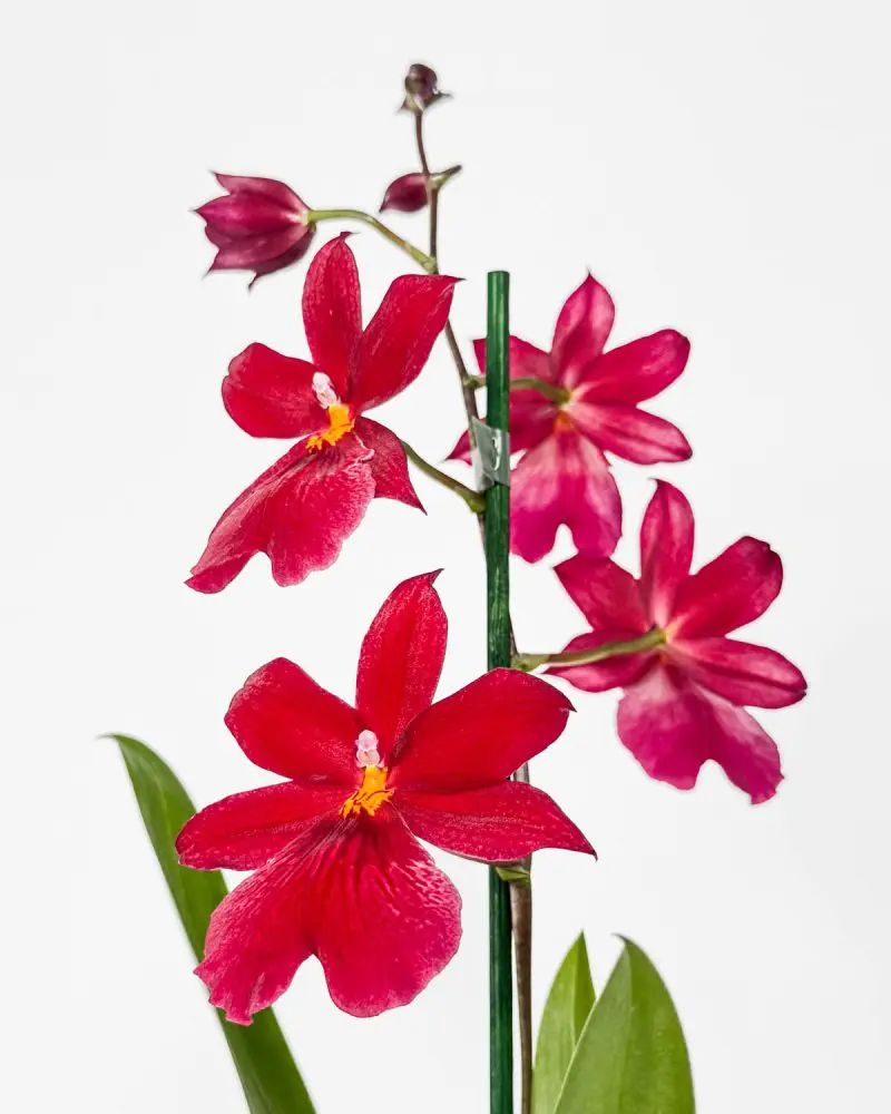 Orchidej 'Cambria Nelly Isler' (Oncidopsis) (M)