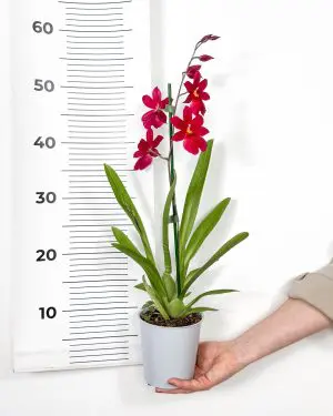 Orchidej 'Cambria Nelly Isler' (Oncidopsis) (M)