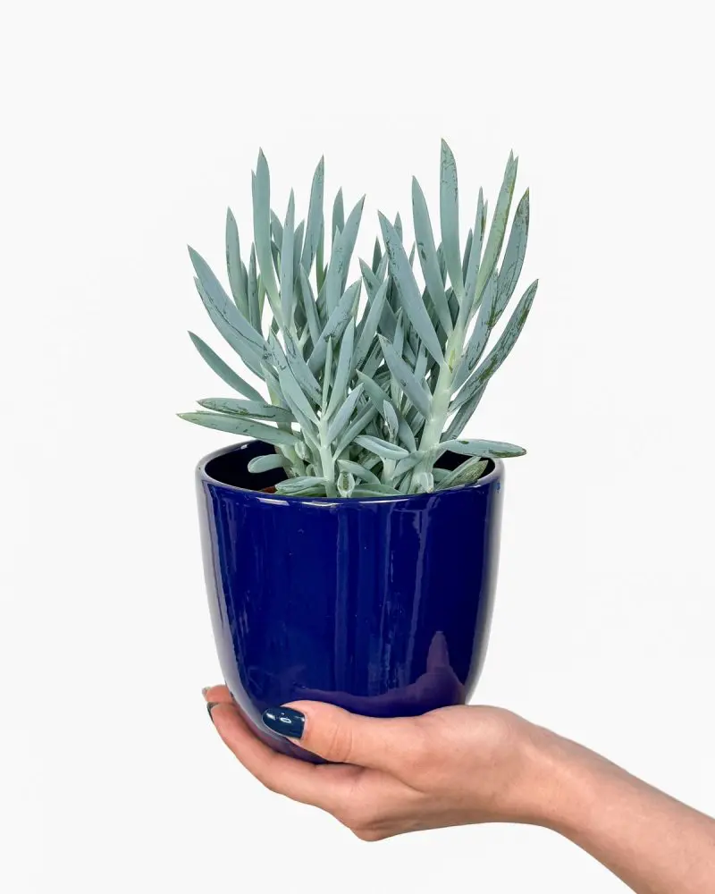 Blue Chalksticks (Curio ficoides 'Blues') (M)